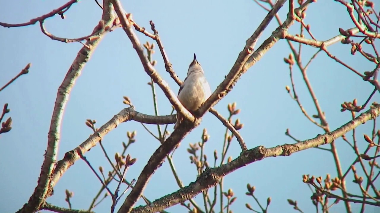 ゴジュウカラ（1）さえずり（戸隠） - Eurasian nuthatch - Wild Bird