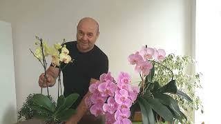 Как купить ХОРОШУЮ орхидею