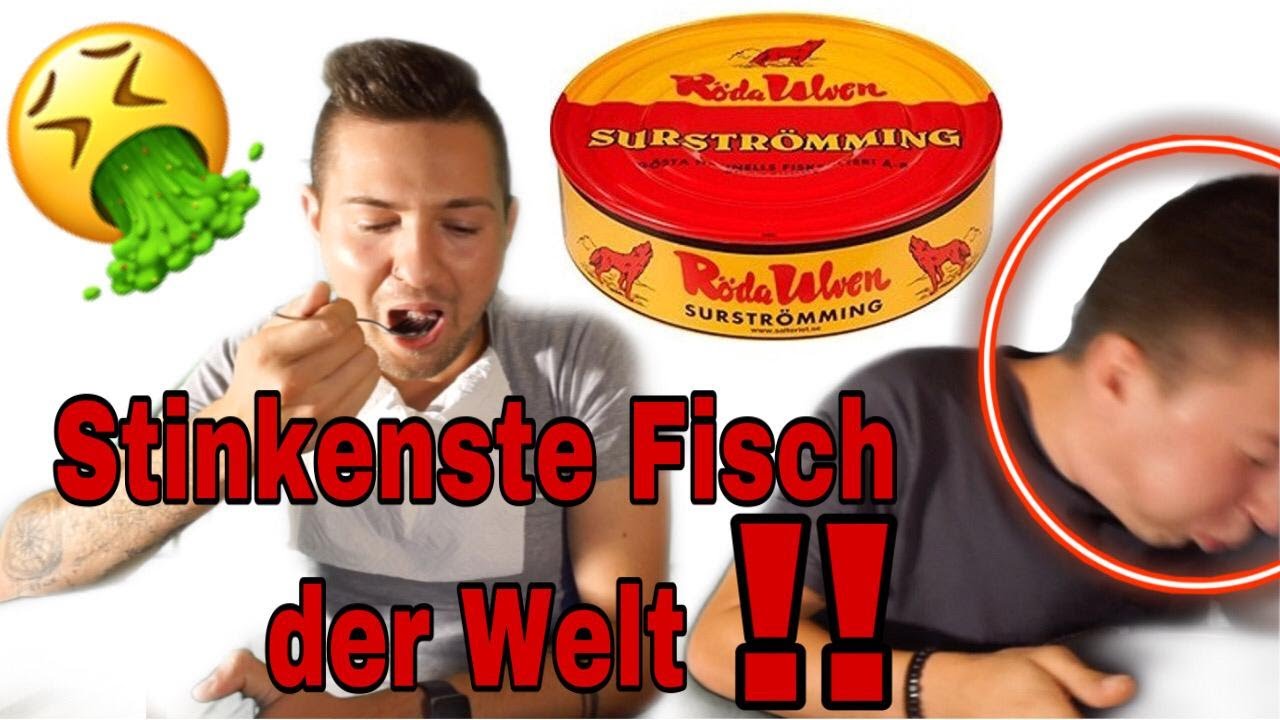 Der Stinkendste Fisch Der Welt Der Stinkendste Fisch der Welt! 🤢 | Ladok - YouTube