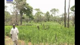 Understanding Nigeria's Rice Revolution