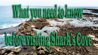 What you need to know before you visit Shark's Cove on Oahu, Hawaii