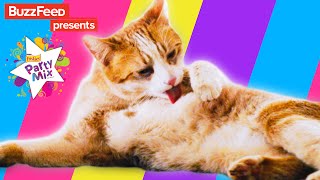 7 Life Lessons Your Cat Can Teach You 7 Life Lessons Your Cat Can Teach You