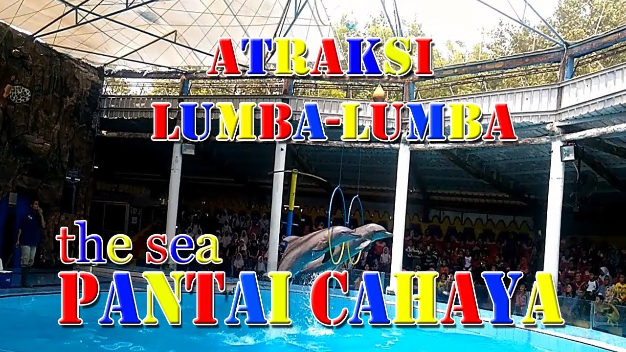 Pantai Cahaya Atraksi Lumba Lumba