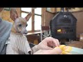 田舎で、子鹿犬と古民家暮らしはじめました。【ミニピン／元保護犬】