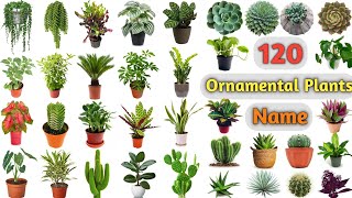 Ornamental Plants Vocabulary ll 120 Ornamental Plants Name In English With Pictures l Indoor Plants screenshot 4