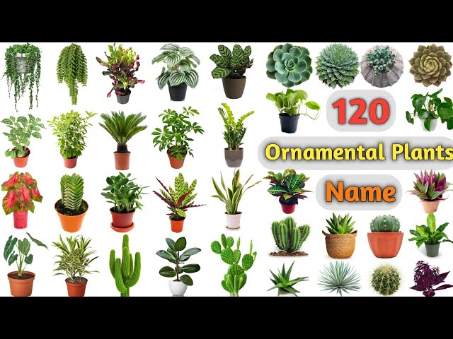 Ornamental Plants Vocabulary ll 120 Ornamental Plants Name In ...