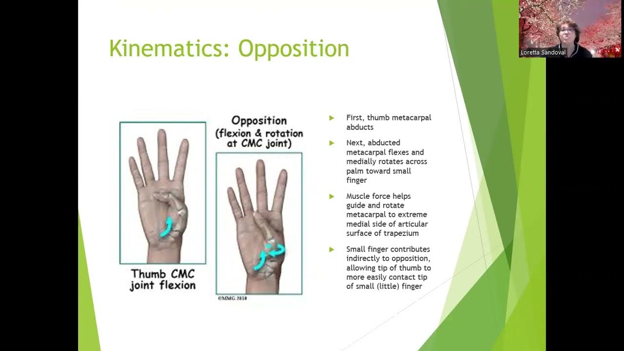 Chapter 7 Hand Stability and Motion YouTube