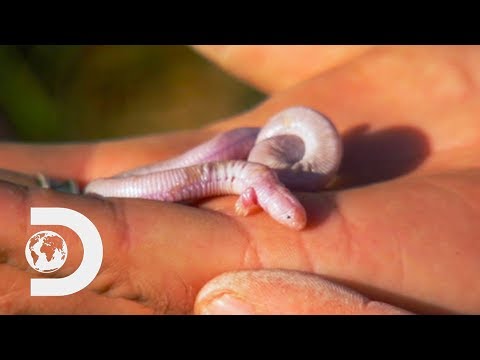 The Worm Lizard | Nick Baker's Weird Creatures