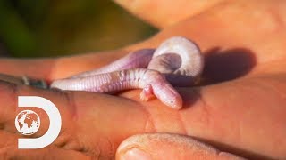 The Worm Lizard | Nick Baker's Weird Creatures