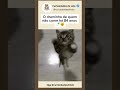 Quando ele vê a mamadeira 😻🍼 #shorts #shortscat #gatos #pets