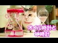 オイル時計と砂時計に眠気を誘われた猫　Sand Glass and Oil Glass Timer Cause Cat's Drowsiness