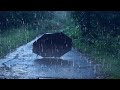 Relaxing Sound of Rain on Umbrella in a Forest | Help Sleep, Study, Meditation, PTSD