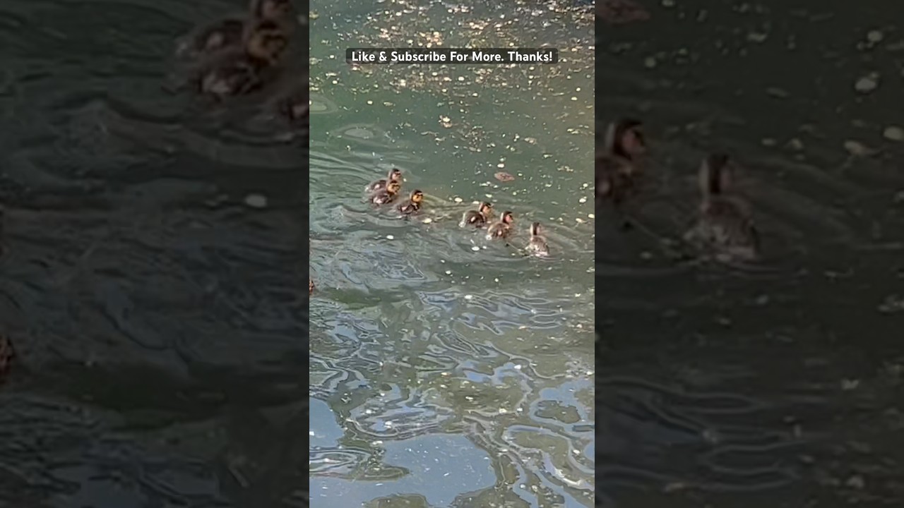 Mama Mallard Duck Gets 6 Ducklings In A Row! 