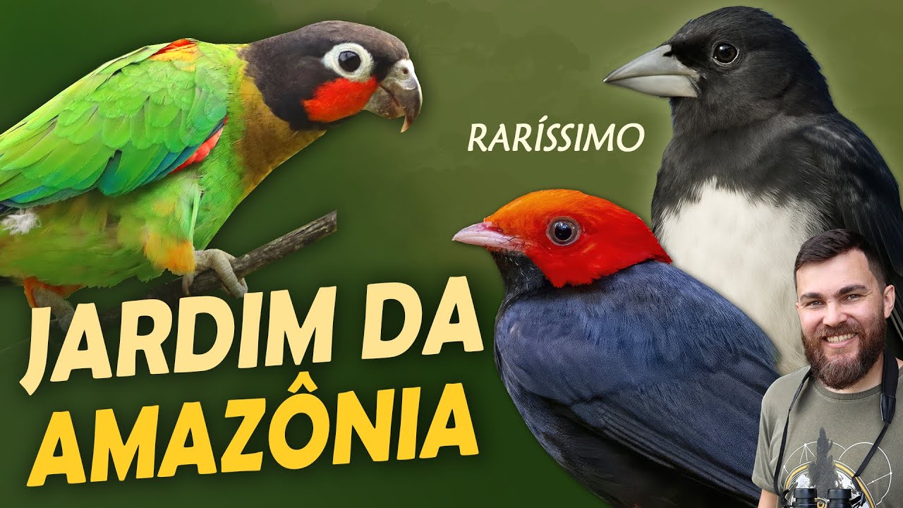 AVES RARAS da AMAZÔNIA | Expedição no Jardim da Amazônia