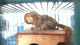 My pigmy marmoset born 2 babies 😍 by Andy Hoo 41,698 views 5 years ago 2 minutes, 9 seconds