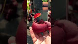 Sondakinin Rengine Muhteşem Ğildir