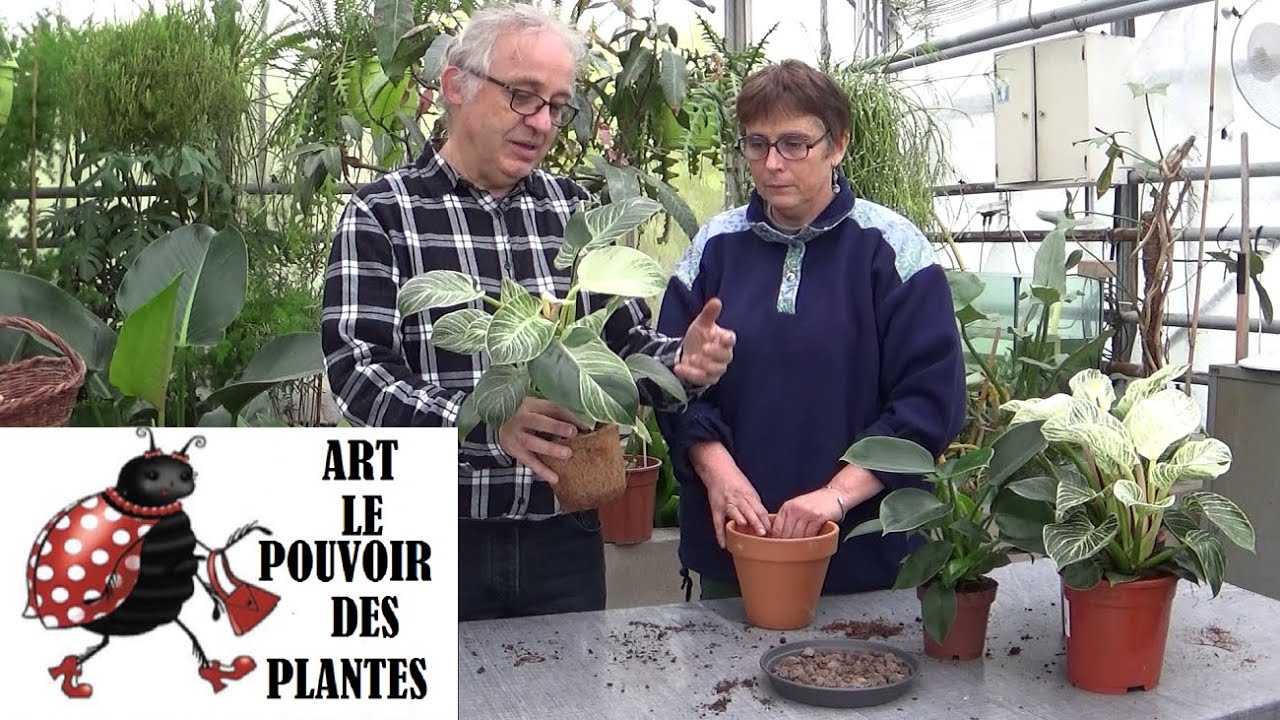 Conseils jardinage: Philodendron erubescens Birkin variegata: Plante d'intèrieur