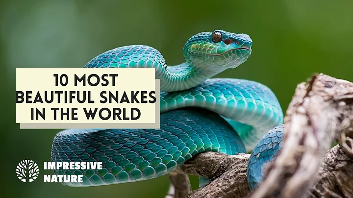10 Most Beautiful Snakes in the World