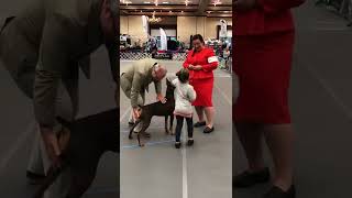 Best Child Handler || Doberman Child Handler #dobberman by Passion of pets 52 views 1 year ago 2 minutes, 19 seconds