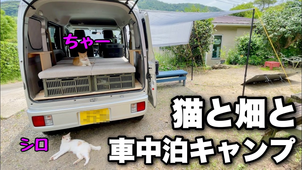 Удобный летний автокемпинг с кошками в саду