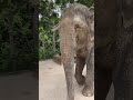 I almost fall in to the pond 😄❤️🐘 #elephant #keffamily #babyelephant #kef #chimean