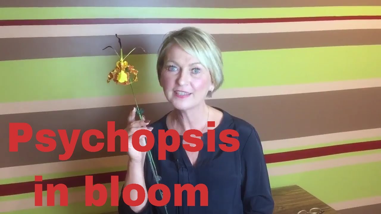 How to care for psychopsis  Mendenhal 'Hildos