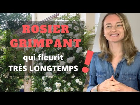 Vidéo: Les rosiers grimpants ont-ils besoin d'être taillés ?