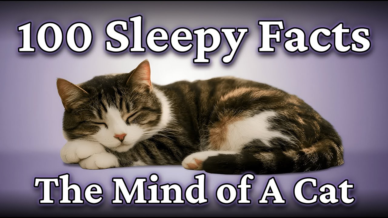 The Quiet Science of Cats (A Calm Science Documentary)