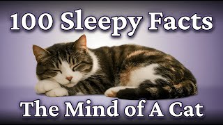 The Quiet Science of Cats (A Calm Science Documentary)