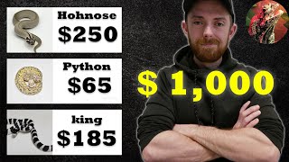 BUILDING a $1000 budget snake COLLECTION