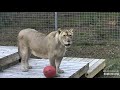 This place seems pretty good. Koda lioness at Big Cat Rescue.