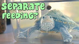 Feeding Turtle in a Separate Tank?