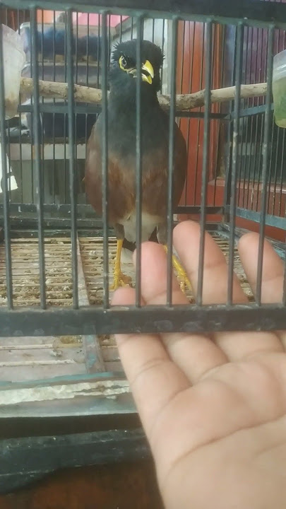 Download lagu jalak nias isian kenari