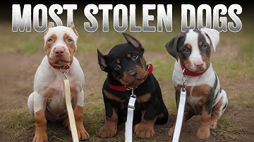 What Makes These 10 Dog Breeds SO Desirable to Thieves?