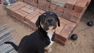 My Offgrid, Come & find out puppy Net Worth