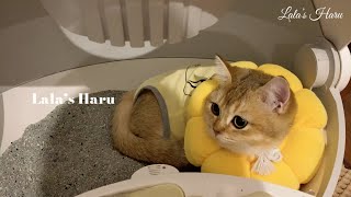 VLOGㅣ나의 고양이 중성화 수술 후 7일의 기록ㅣ7 days after my cat neutering surgery by 라라의 하루 Lala's Haru 3,246 views 5 months ago 12 minutes, 17 seconds