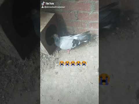 ماهو علاج روشه الحمام