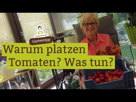 Video: Pflanzenideen für Risse – Tipps für die Gartenarbeit in Rissen und Sp alten