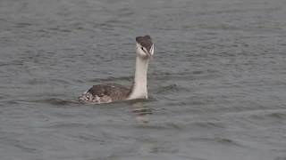 1081118大園許厝港溼地冬候鳥冠鸊鷉(Podiceps cristatus)