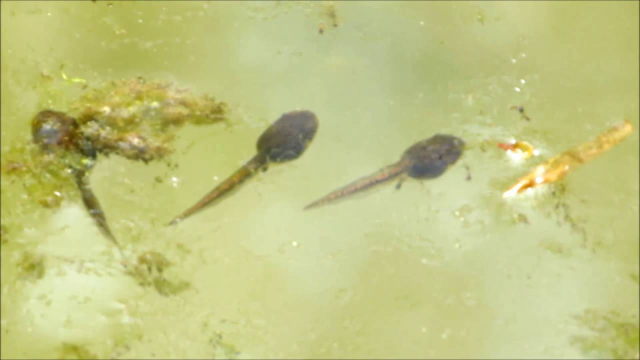 Wood Frog Tadpoles YouTube