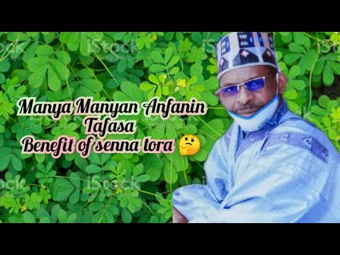 Manya Manyan Anfanin Tafasa (benefit of senna tora🤔 )