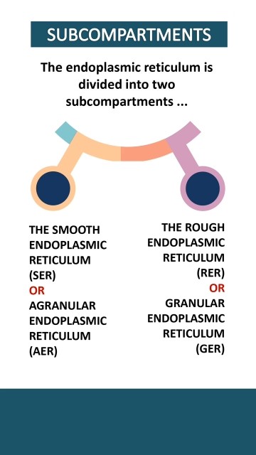 ENDOPLASMIC RETICULUM PART # 1 - YouTube