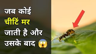 जब कोई चीटिं मर जाती है  | Amazing Fact About Ants  | #shorts