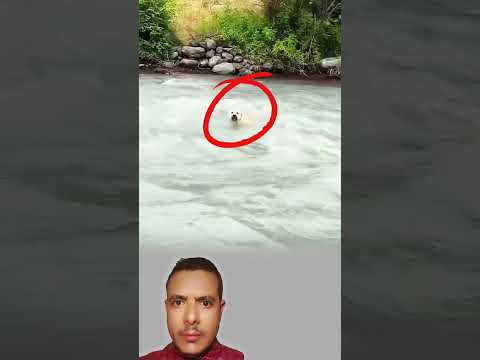 مشهد مهيب كلب يتحدى السايلة العميقة وينجو بلطف الله ثم بمهارته في السباحة 