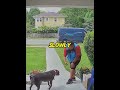 Nervous Delivery Guy Meets A Pal 🐕#usa
