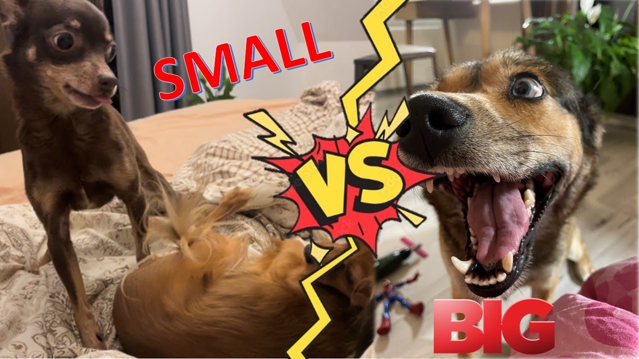 Маленькие собаки vs большая собака / smalls dogs vs big dog / väikesed koerad vs suur koer
