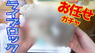 ガサガサ水槽のために形状おまかせライブロックMサイズをcharmで購入してみた【アクアリウム】