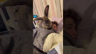 Sleepy Rabbit Takes Nap On Owners Head