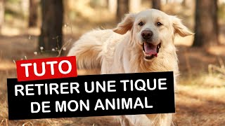 Comment retirer une tique de votre animal