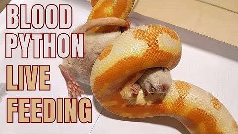 friendly snake. blood python live feeding. #reptiles #snake #livefeeding #bloodpython